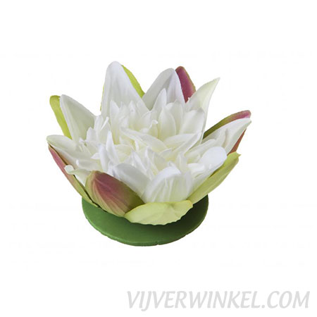 Velda Drijvende Vijverplant Lotus Wit 13 cm