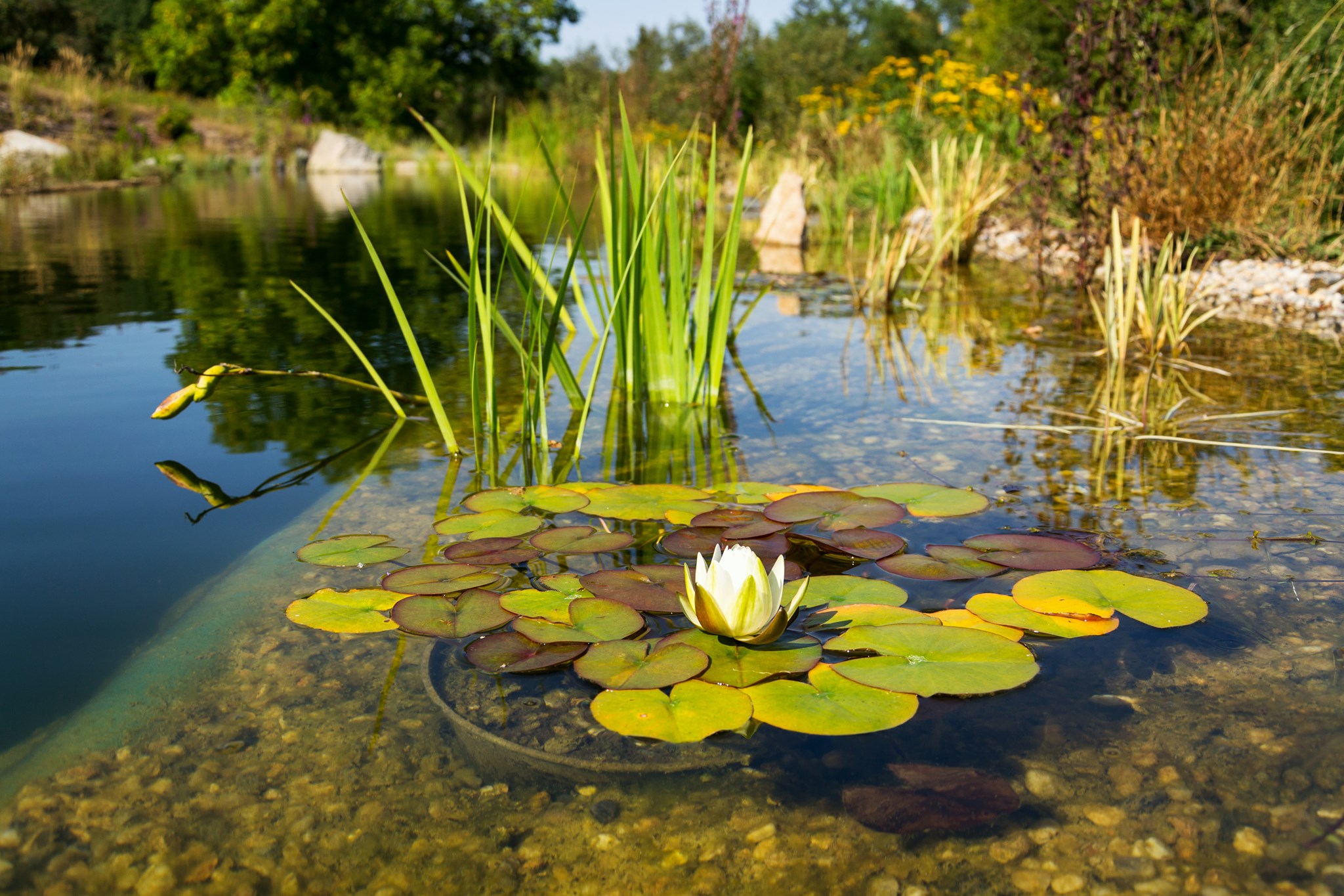 Vijver met planten