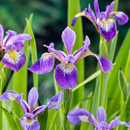 Amerikaanse iris Iris versicolor