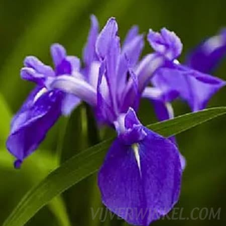 Blauwe lis Iris Laevigata