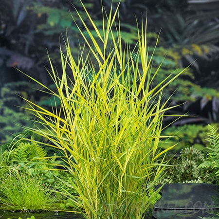 Phragmites australis ‘Variegata’