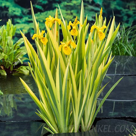 Bonte gele lis Iris pseudacorus ‘Variegata’