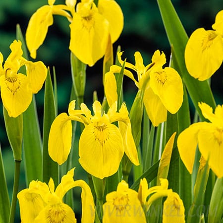 Gele lis Iris pseudacorus
