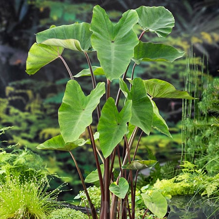 Colocasia esculenta