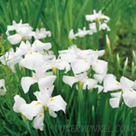 Japanse Iris Kaempferi White