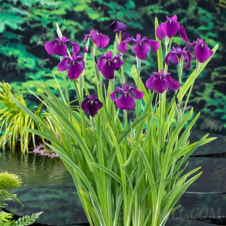 Japanse Iris kaempferi