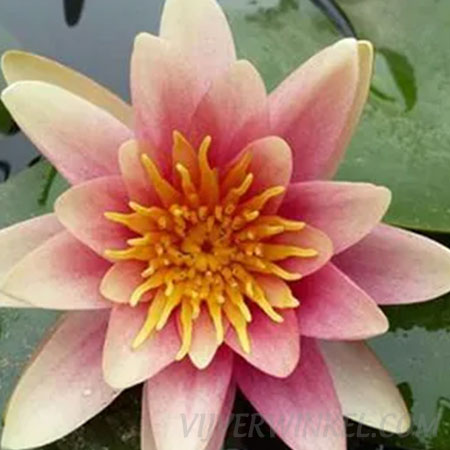 Nymphaea 'Sioux'