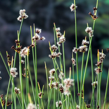 Scirpus lacustris