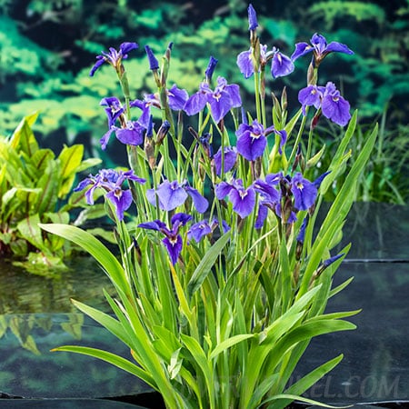 Paarse lis Iris setosa