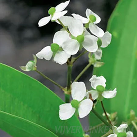 Pijlkruid Sagittaria graminea