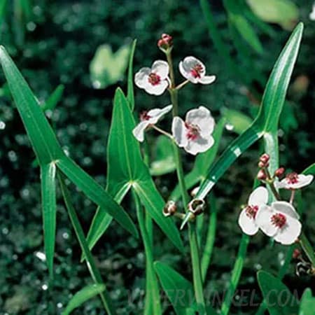 Pijlkruid Sagittaria sagittifolia