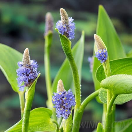 Pontederia cordata Lanceolata