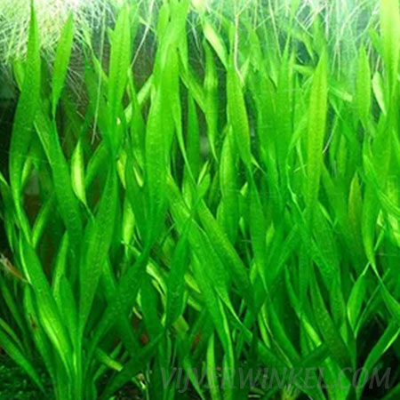 Vallisneria gigantea