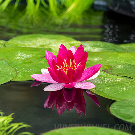 Nymphaea ‘Pygmea Rubra’