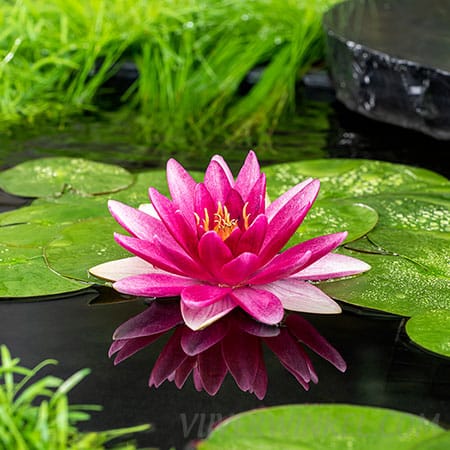 Nymphaea ‘Escarboucle’