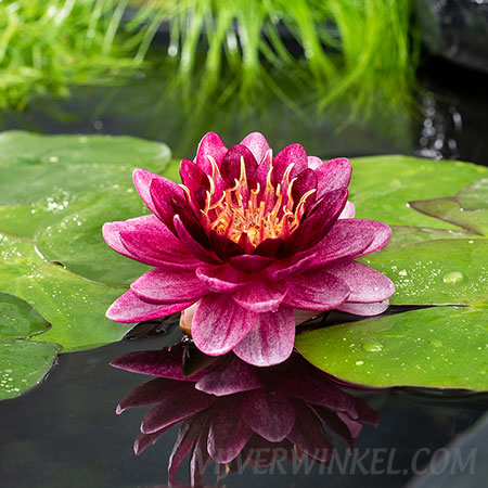 Nymphaea 'Perry almost black'