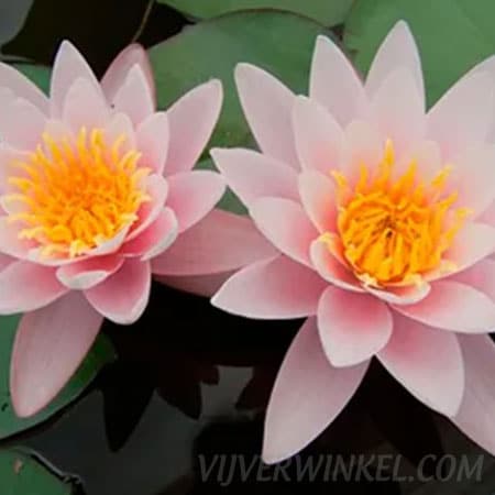 Nymphaea ‘Carnea’