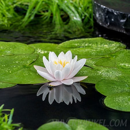 Nymphaea ‘Fabiola'