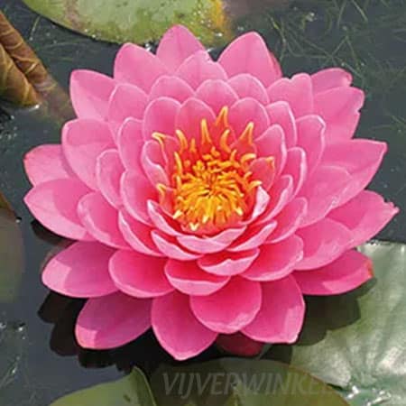 Nymphaea 'Fire Opal'