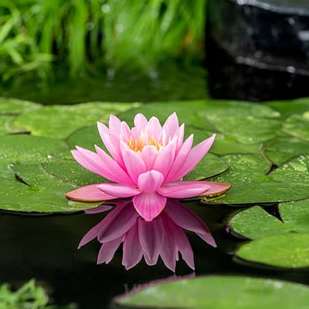 Nymphaea ‘Firecrest’