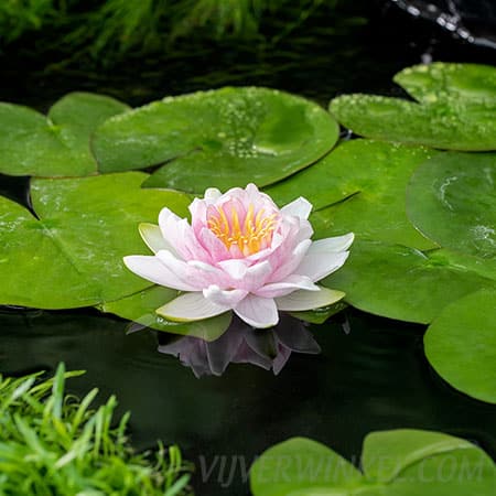 Nymphaea ‘Hollandia’