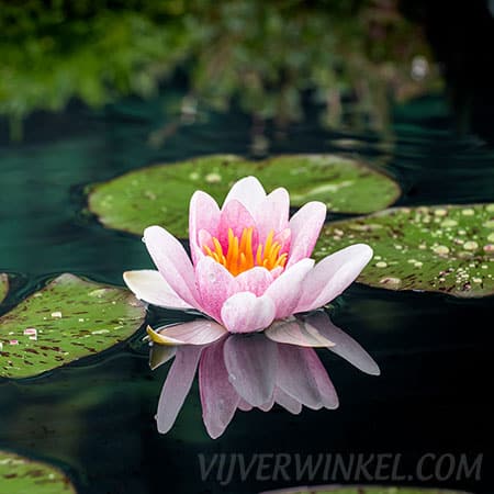 Nymphaea ‘Laydekeri Lilacea’