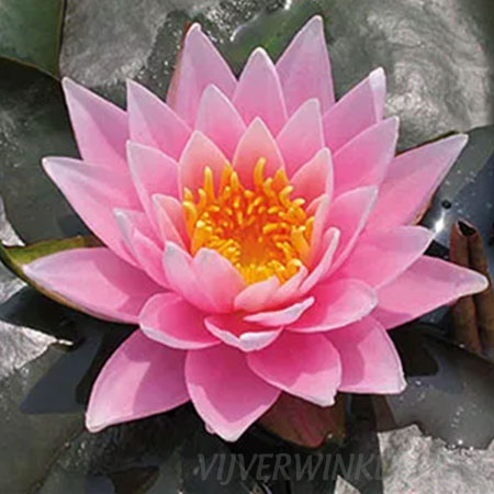 Nymphaea 'Rose Arey'