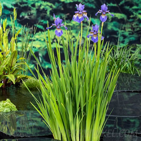 Siberische blauwe Iris siberica