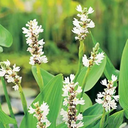 Pontederia cordata ‘Alba’