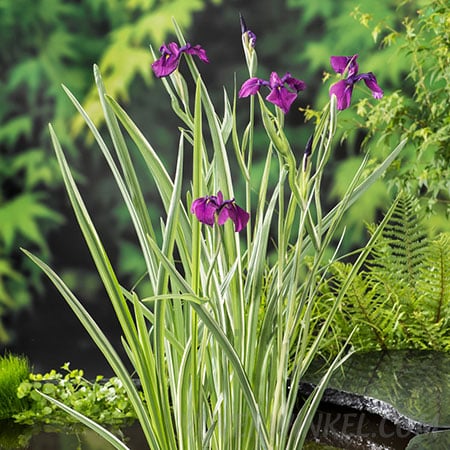 Water Iris kaempferi ‘Variegata’