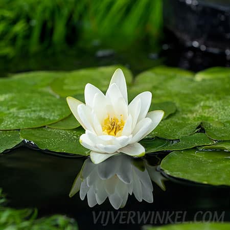 Waterlelie Nymphaea ‘Albatros’