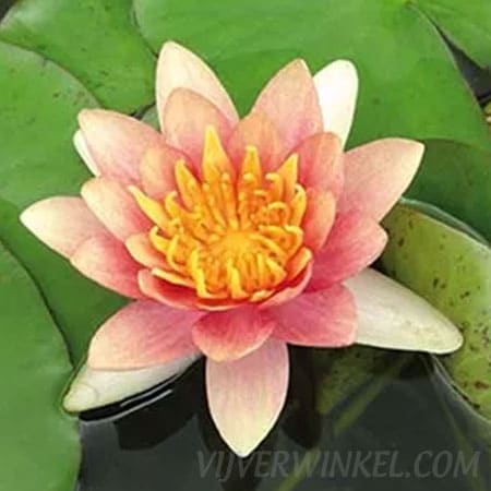 Nymphaea ‘Aurora’