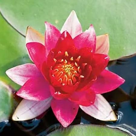 Nymphaea ‘Burgundy Princess’