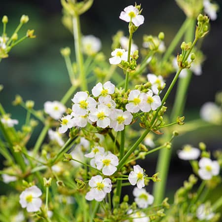 Alisma parviflora