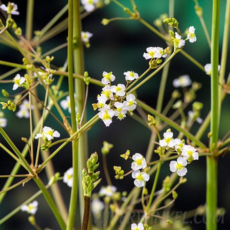 Alisma platago-aquatica