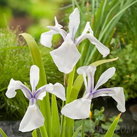 Witte lis Iris laevigata ‘Snowdrift’