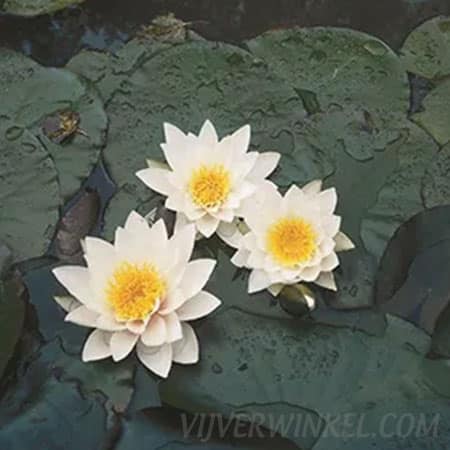 Nymphaea ‘Pygmea Alba’