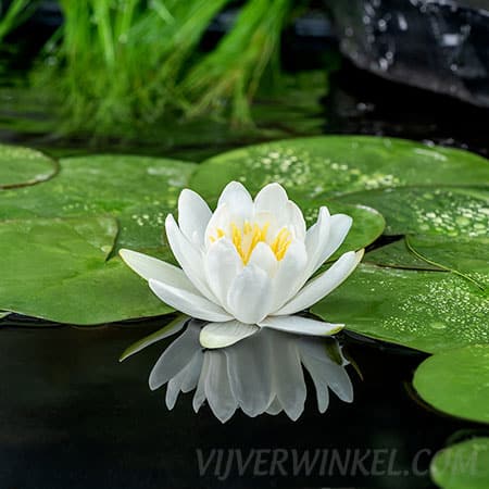 Nymphaea Gladstoniana