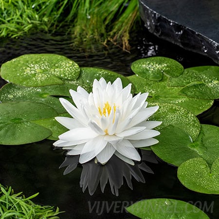 Nymphaea ‘Gonnere’