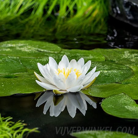 Nymphaea 'Marliacea Albida'