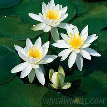 Nymphaea ‘Odorata Alba’