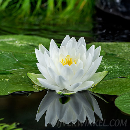 Nymphaea 'Perry’s double white'
