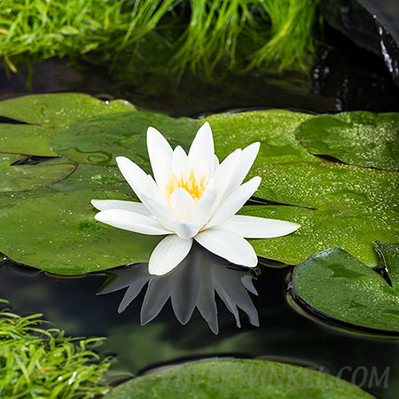 Nymphaea ‘Tetragona’