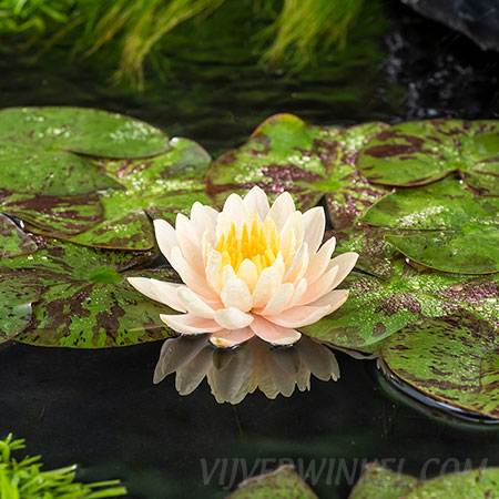 Nymphaea 'Clyde Ilkins'