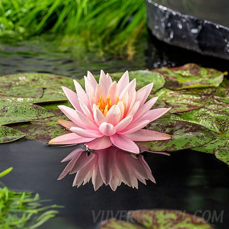 Nymphaea ‘Colorado’