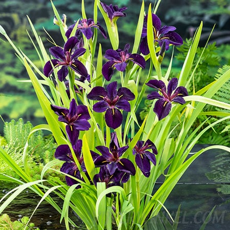 Zwarte lis Iris black ‘Gamecock’