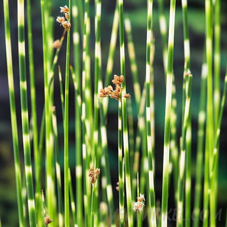 Scirpus tabermont ‘Zebrinus’