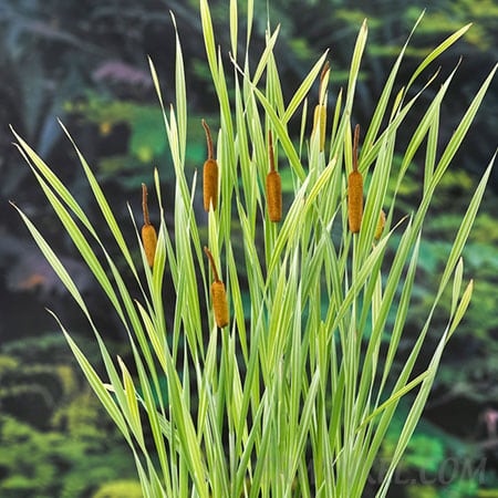 Typha latifolia ‘Variegatus’