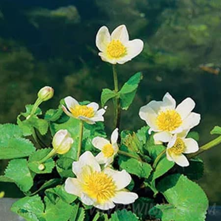 Caltha palustris ‘Alba’