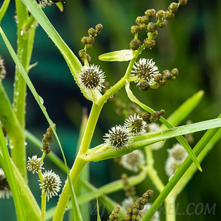 Sparganium erectum